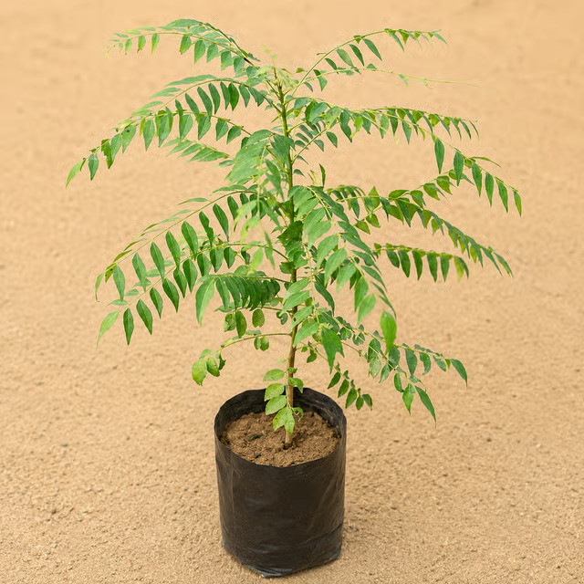 curry plant
